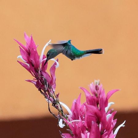 Finca Jardin Del Agua Sasaima Ngoại thất bức ảnh