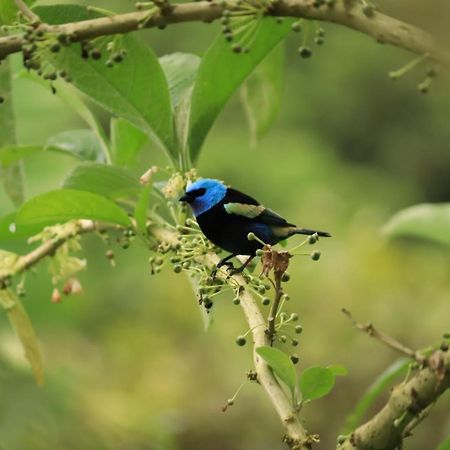 Finca Jardin Del Agua Sasaima Ngoại thất bức ảnh
