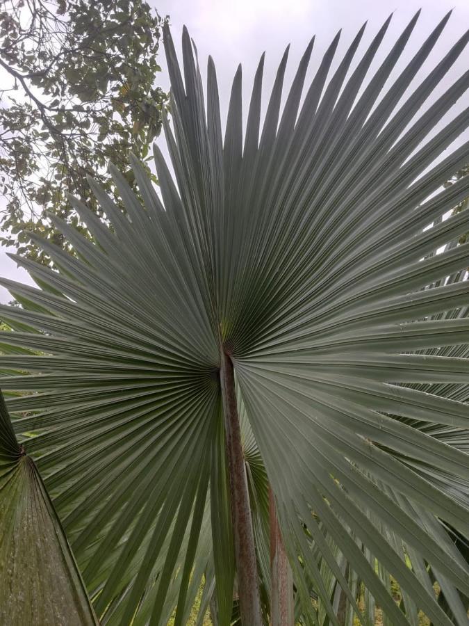 Finca Jardin Del Agua Sasaima Ngoại thất bức ảnh